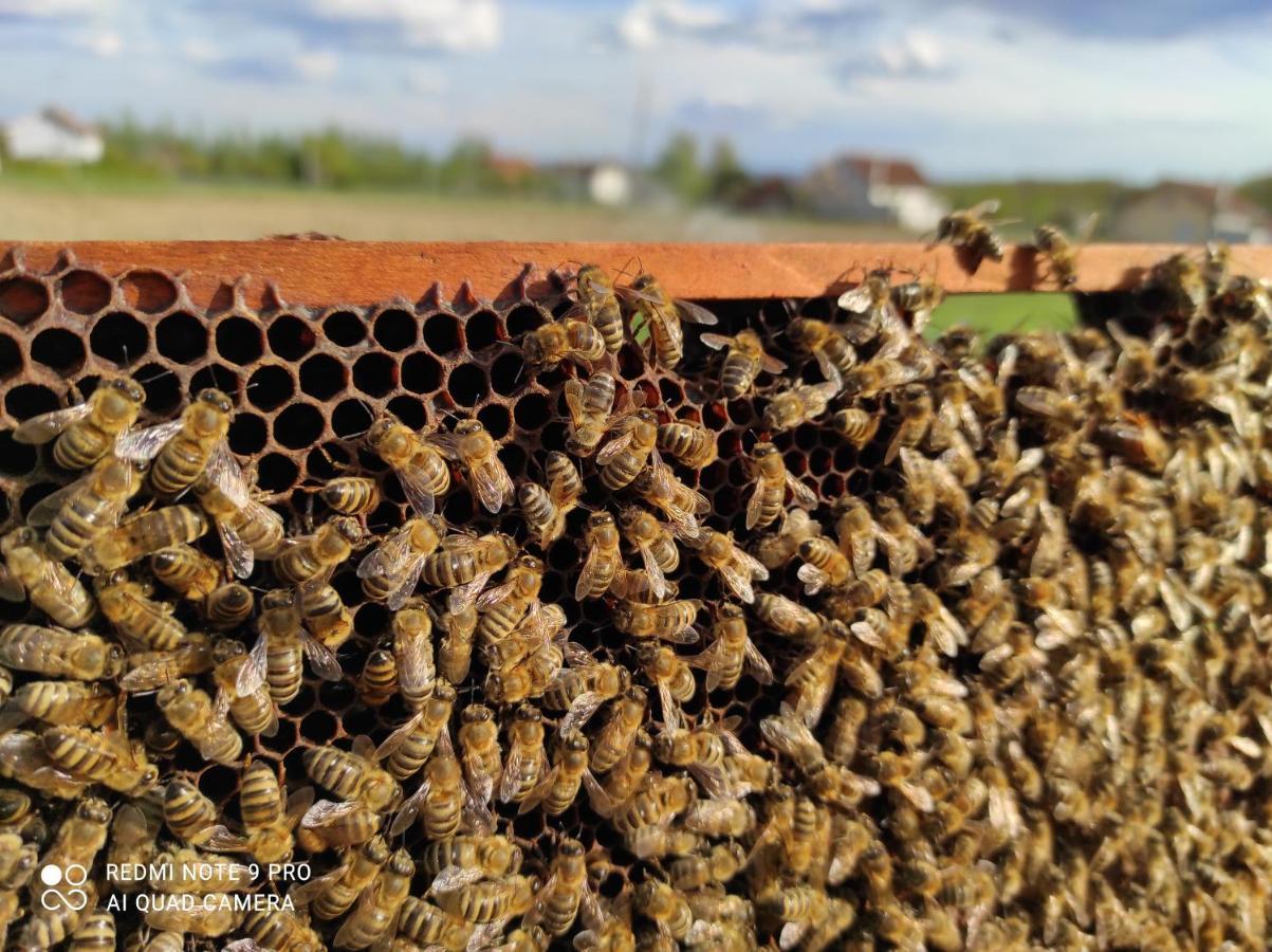 Home Of Nature - Kuca Prirode Odžak Exteriör bild