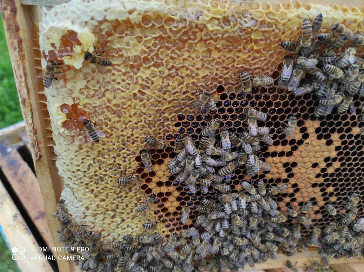 Home Of Nature - Kuca Prirode Odžak Exteriör bild